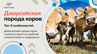 В Томской области будут разводить коров джерсейской породы - Томский Обзор  – новости в Томске сегодня