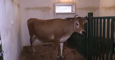 О Джерсейской породе коров - Агроальянс Инвест