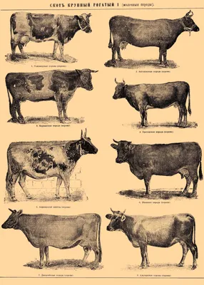 Порода коров alecs джерси стоковое изображение. изображение насчитывающей  септумы - 186243221