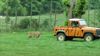 Tiger Jeep… : r/Jeep