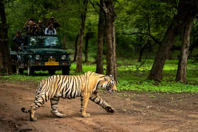 Tiger Stripes - JL 2 Door Sunshade | 4x4 Attitude