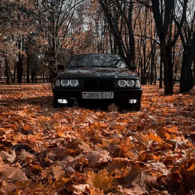 BMW E36 Coupe | Lowcars.net