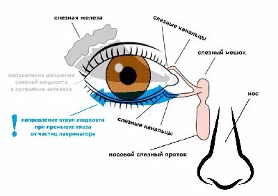 Влияние термокапиллярного эффекта на динамику и устойчивость движен