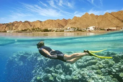 Фотообои \"Коралловые колонии. Красное море. Египет\" - Арт. 190024 | Купить  в интернет-магазине Уютная стена