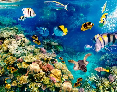 12 лучших мест для дайвинга в Красном море | Туристическое агентство \"Жара\"