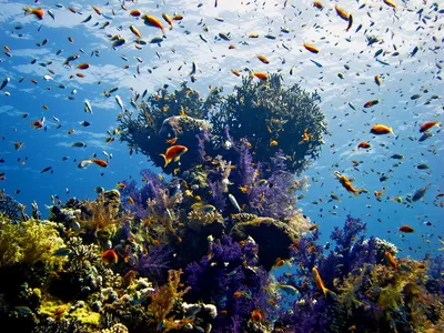 📷 Подводный мир Красного моря (Египет, Шарм эль Шейх.). Фото 66