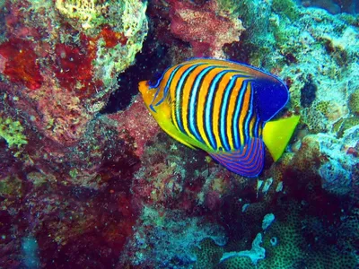 Рыбки красного моря (59 фото) - 59 фото