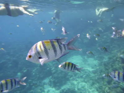 Красоты Красного моря. Рыбы / Отзывы о Египте / Travel.Ru
