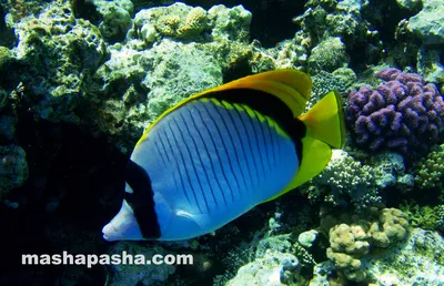 Ryba_hirurg_Sohal_Aravijskij_hirurg_Krasnoe_more_Egipet_Egypt_Red_Sea_opasnye_ryby  — RedSea Life