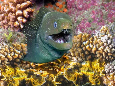 Фото: Королевская рыба-ангел (лат. Pygoplites diacanthus) (Египет, Красное  море). Vladimir Krivochurov. Подводное фото. Фотосайт Расфокус.ру