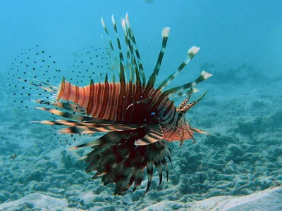 Красное море, Египет, рыба-попугай, летрин, алутер, огненные кораллы,  иглобрюх - авторские фотографии