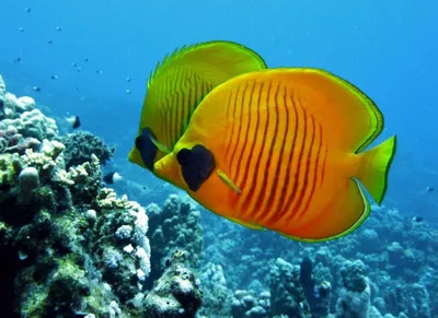 ЕГИПЕТ| Опасные рыбы Красного моря. РЫБА-ХИРУРГ/ СОХАЛ/ Acanthuridae -  YouTube