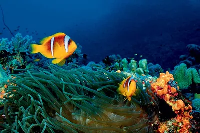 Красное море, Египет, коралл, корис-клоун, кефаль, морская лилия, карась -  авторские фотографии
