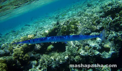 Рыбы Красного Моря. Коралловые рифы Шарм Эль Шейх - YouTube