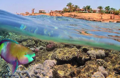 Красное Море Береговой Линии В Шарм-эль-Шейх, Египет, Синай Фотография,  картинки, изображения и сток-фотография без роялти. Image 36973860