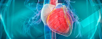 Экстрасистолия сердца: желудочковая, предсердная, атриовентрикулярная