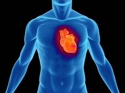 Анатомия Сердца Человека С Фоном Экг — стоковые фотографии и другие  картинки Сердце - Сердце, Абстрактный, Здравоохранение и медицина - iStock