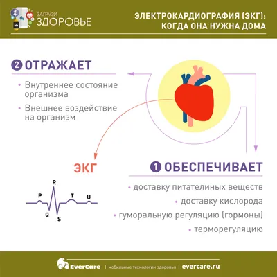 Жилет ЭКГ» показывает сердце в высоком разрешении для оценки опасных рисков