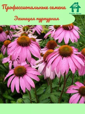 Семена лекарственных трав Эхинацея Пурпурная купить в Украине | Веснодар