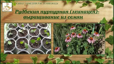 Гавриш Семена Эхинацея Парадизо желтая, 5шт