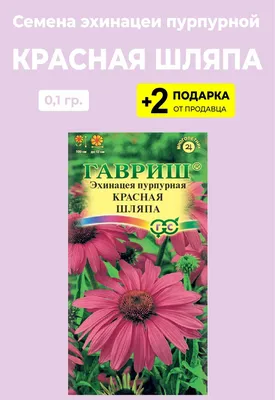 Как правильно сажать эхинацею - полезные статьи | интернет-магазин Белая  Аллея