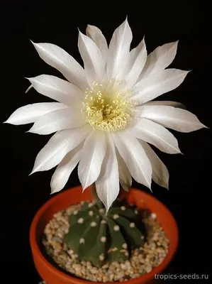 Кактус Эхинопсис гибридный (Echinopsis hybrid) семена купить недорого