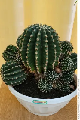 Echinopsis subdenudatа - Эхинопсис полуобнаженный - купить семена на  Tropics Seeds.