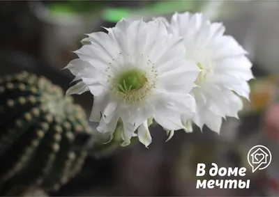 Цветущий кактус, он же Эхинопсис | Пикабу