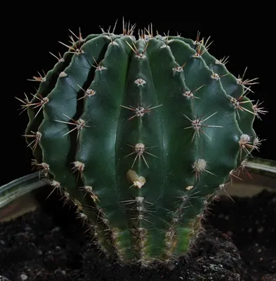 Коллекционный объект БСИ ДВО РАН: Echinopsis chamaecereus (Эхинопсис  хамецереус)