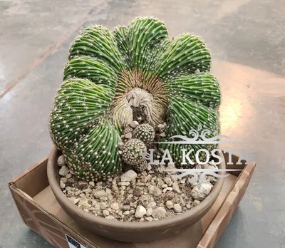 Растение ⌀ 5 Echinopsis SUBDENUDATA (Эхинопсис): купить c доставкой почтой  🌸 Адениум дома