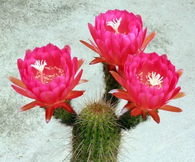 Эхинопсис ( Echinopsis) - «Секретный прием пристройства кактусовых  \"деток\".» | отзывы