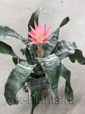 Комнатное растение Горшечный цветок «Эхмея» купить в Екатеринбурге