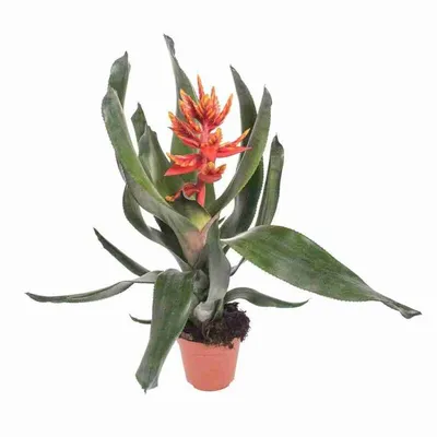 Купить растение Эхмея в горшке в Иркутске - «Орхидея»
