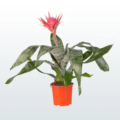 Комнатный цветок \"Эхмея Элегант красная\" купить по низкой цене в  интернет-магазине Эхмея Элегант красная