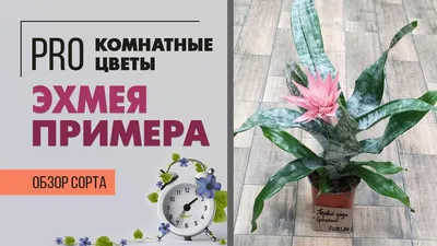 Эхмея купить по цене 699 грн | Украфлора