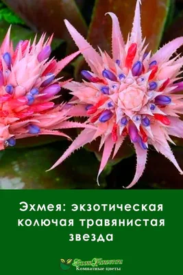 Эхмея купить домашнее растение в СПб в интернет – магазине
