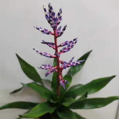 Цветок Эхмея: 9 видов с фото, уход в домашних условиях | Растения, Эпифиты,  Цветок