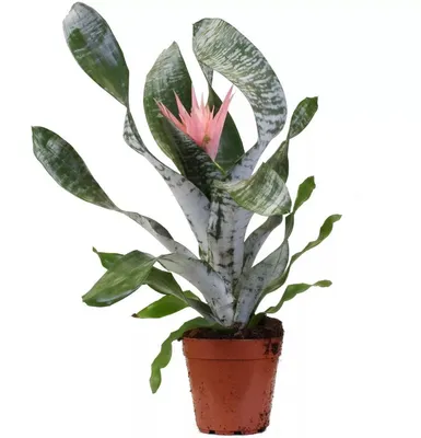 Эхмея Розанна Элегант - купить, цена, отзывы в интернет-магазине комнатных  растений.