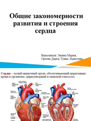 Эктопия сердца: как жить, если сердце находится в животе или на поверхности  кожи | MedAboutMe