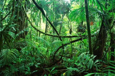 Экваториальные леса африки фото фото