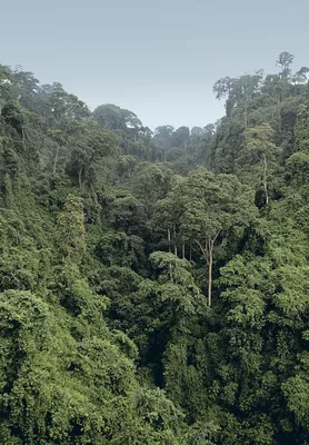 Here's what happens if the world loses its rainforests