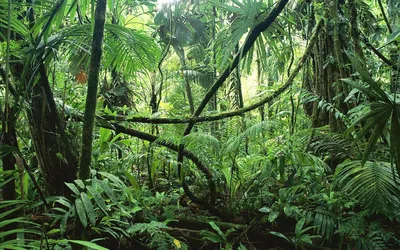 Экваториальные леса амазонии - 69 фото