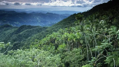 Влажный экваториальный лес Южной Америки - фото и картинки: 33 штук