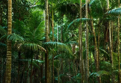 Тропический лес - Тропический лес — лес, распространённый в тропическом,  экваториальном и субэкваториальном поясах[1] между 25° с. ш. и 30° ю. ш.  Тропические леса встречаются в широком поясе, окружающем Землю по экватору