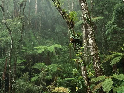 Деревья экваториального леса - 64 фото