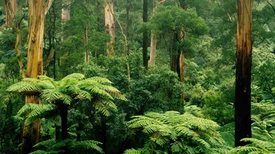 Малайзия - влажные экваториальные леса