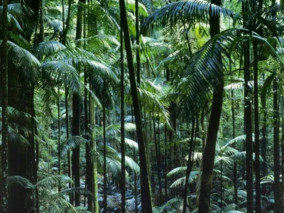 Влажные экваториальные леса Гилея - фото и картинки: 30 штук