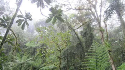 Экваториальный лес (75 фото) »