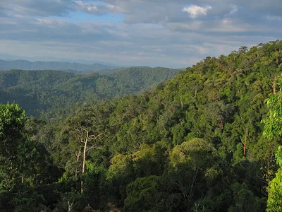 Влажные экваториальные леса – ПОЧЕМУХА.РУ ответы на вопросы.