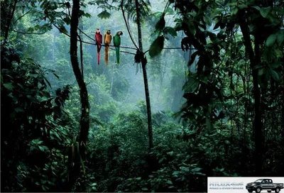 Влажные экваториальные леса Африки - 54 фото